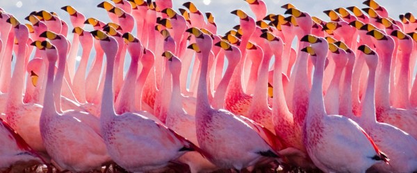 flamingoes-600x250