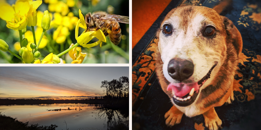 1. a bee on a yellow flower; 2. sunrise over a lake; 3. our dog
